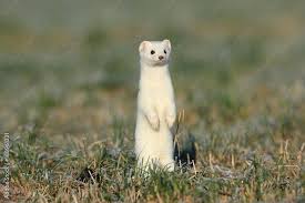 Attēlu rezultāti vaicājumam “Mustela erminea”