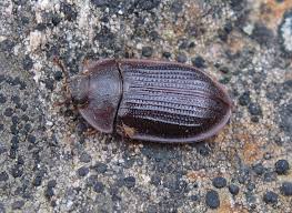 Attēlu rezultāti vaicājumam “Ostoma ferruginea”