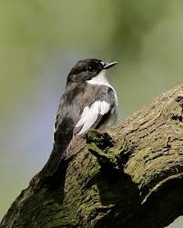 Attēlu rezultāti vaicājumam “Ficedula hypoleuca male”