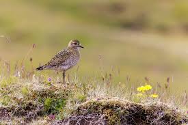 Attēlu rezultāti vaicājumam “Pluvialis apricaria adult”