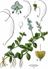 Image result for Veronica officinalis