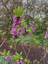 Attēlu rezultāti vaicājumam “Daphne mezereum flower”