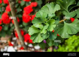 Attēlu rezultāti vaicājumam “Ginkgo biloba female flower”