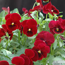 Image result for Viola cornuta