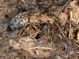 Attēlu rezultāti vaicājumam “Ontholestes murinus”