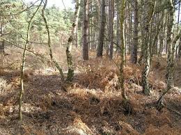 Image result for The Chobham Common Riders Association