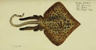 Image result for Raja clavata