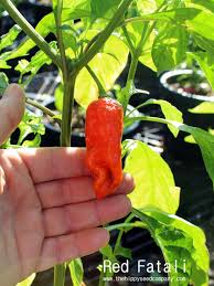 Afbeeldingsresultaat voor red fratali hot pepper