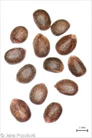 Attēlu rezultāti vaicājumam “Stachys palustris fruit”