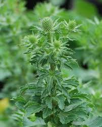 Attēlu rezultāti vaicājumam “Eryngium planum”