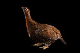 Image result for Lagopus lagopus