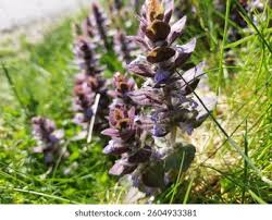 Attēlu rezultāti vaicājumam “Ajuga pyramidalis leaf”