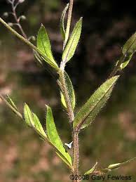 Attēlu rezultāti vaicājumam “Myosotis sylvatica leaf”