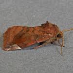 Attēlu rezultāti vaicājumam “Cosmia pyralina”