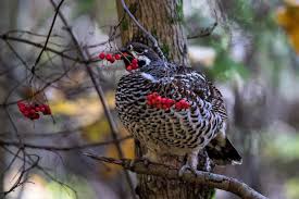 Attēlu rezultāti vaicājumam “Tetrastes bonasia juvenile”