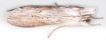 Attēlu rezultāti vaicājumam “Cucullia umbratica”