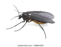 Attēlu rezultāti vaicājumam “Sciaridae”