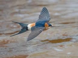 Image result for Cecropis daurica