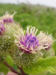 Attēlu rezultāti vaicājumam “Arctium nemorosum”