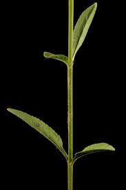 Attēlu rezultāti vaicājumam “Veronica spicata leaf”
