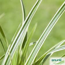 Attēlu rezultāti vaicājumam “Carex caryophyllea fruit”