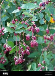 Image result for Rubus sectio