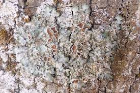 Attēlu rezultāti vaicājumam “Pleurosticta acetabulum”