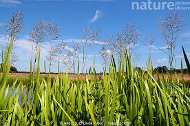 Attēlu rezultāti vaicājumam “Glyceria maxima”