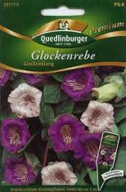 Image result for Glockenrebe