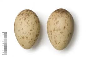 Attēlu rezultāti vaicājumam “Grus grus eggs”