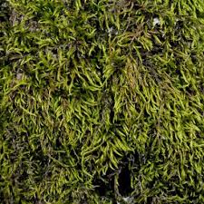 Attēlu rezultāti vaicājumam “Antitrichia curtipendula macro”