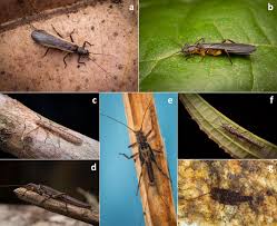 Attēlu rezultāti vaicājumam “Plecoptera”