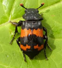 Attēlu rezultāti vaicājumam “Silphidae”