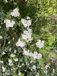 Attēlu rezultāti vaicājumam “Crataegus monogyna subsp. nordica”