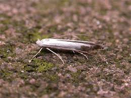 Attēlu rezultāti vaicājumam “Lyonetia clerkella”