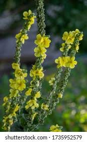 Attēlu rezultāti vaicājumam “Verbascum densiflorum bud”