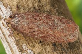 Attēlu rezultāti vaicājumam “Depressaria olerella imago”