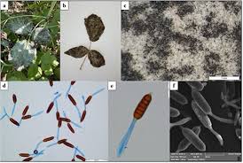 Attēlu rezultāti vaicājumam “Tranzschelia pruni-spinosae spores”