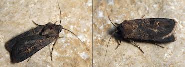 Attēlu rezultāti vaicājumam “Euxoa nigricans”