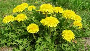 Attēlu rezultāti vaicājumam “Taraxacum suecicum leaf”