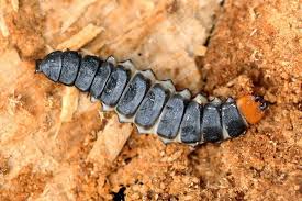 Attēlu rezultāti vaicājumam “Lygistopterus sanguineus larva”