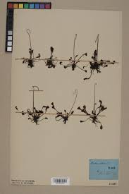 Attēlu rezultāti vaicājumam “Drosera x obovata”