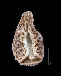 Attēlu rezultāti vaicājumam “Cribraria oregana macro”