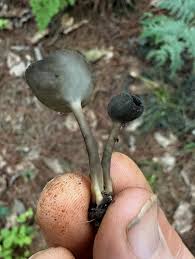Attēlu rezultāti vaicājumam “Helvella macropus”