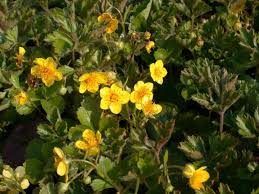 Attēlu rezultāti vaicājumam “Waldsteinia geoides”