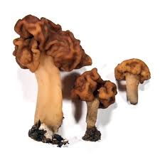 Attēlu rezultāti vaicājumam “Gyromitra esculenta”