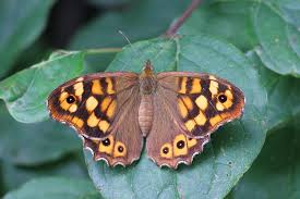 Attēlu rezultāti vaicājumam “Pararge aegeria underside”