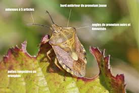 Attēlu rezultāti vaicājumam “Carpocoris purpureipennis”