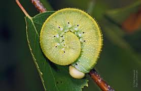 Attēlu rezultāti vaicājumam “Cimbex femoratus larva”