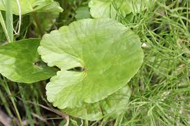 Attēlu rezultāti vaicājumam “Caltha palustris leaf”